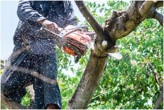 tree services Artondale